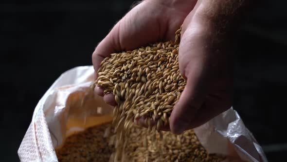 Hands of an Farmer Pour Grain of Ripe Wheat