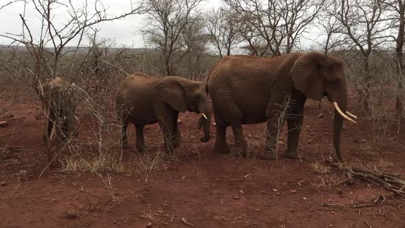 A large group of elephants, Loxodonta africana including a bull forage during winter at Zimanag Priv