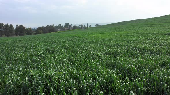 Aerial View of a Wheat Field in Northern Israel 