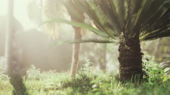 Tropical Garden with Palm Trees in Sun Rays