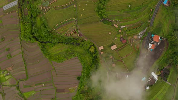 Top Down Aerial View of Tropical Rice Fields Below the Clouds