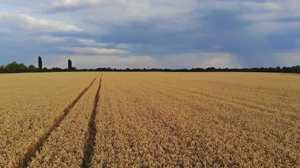 Field of Wheat and Beautiful Nature Sunset Landscape