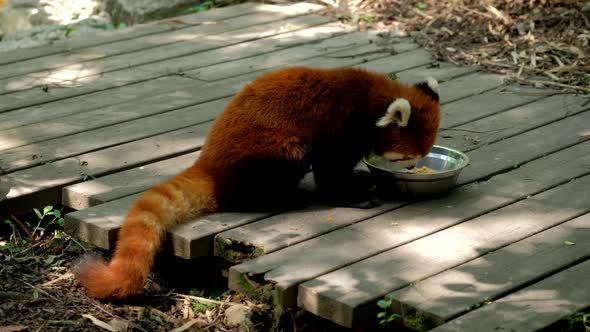 Red Panda (Lesser Panda)