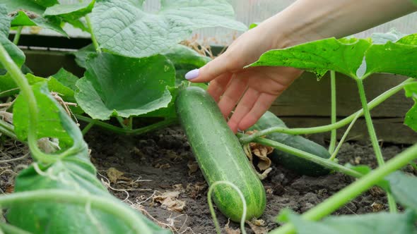 Growth Greenhouse Cucumbers