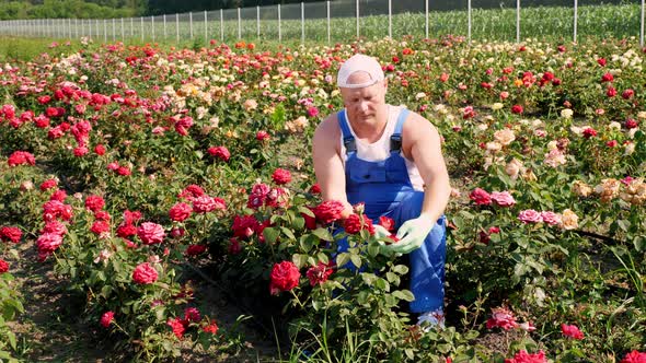 Male Gardener in Gloves Cuts Off the Bloomed Rose Buds with Secateurs. Growing and Caring for Roses