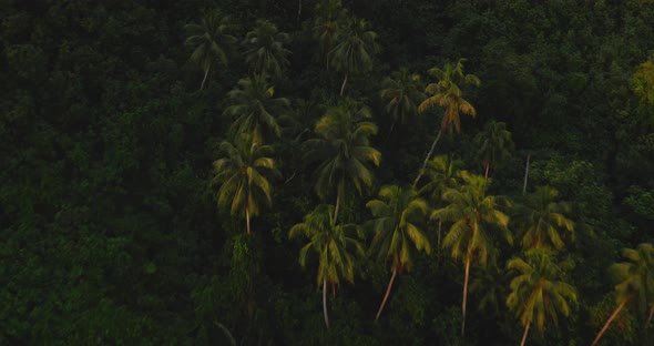 Aerial view of coconut palm trees