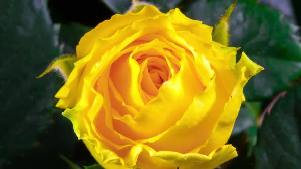 Yellow Rose Growing Blossom from Bud to Big Flower