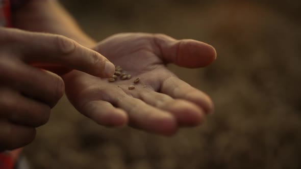 Farmer Hand Holding Wheat Grain at Golden Sunlight Field Close Up