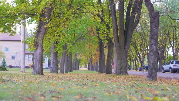 Low angle of walking through Autumn trees. 30p conformed to 24p.