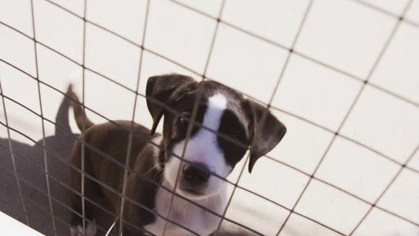 Abandoned dog locked up in a shelter