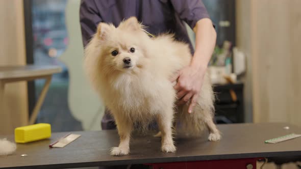 Groomer combing a Pomeranian after bathing. Professional cares for a dog
