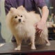 Groomer combing a Pomeranian after bathing. Professional cares for a dog - VideoHive Item for Sale