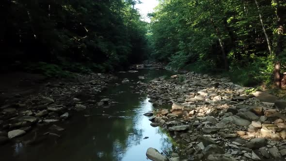 Aerial Flying Between Trees in Forest Under River on Sunny Day