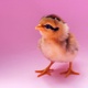 Little Chicken - VideoHive Item for Sale