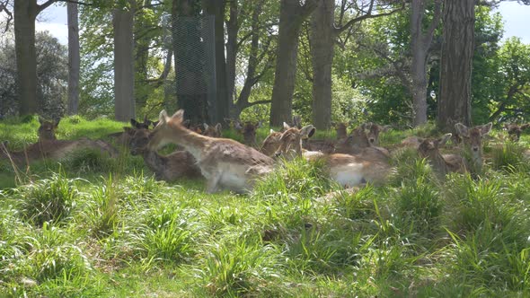 Herd Of Deer Lying And Relaxing On Grass On A Sunny Summer Day In Phoenix Park, Dublin, Ireland. - w