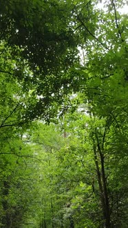 Vertical Video of Beautiful Green Forest By Day