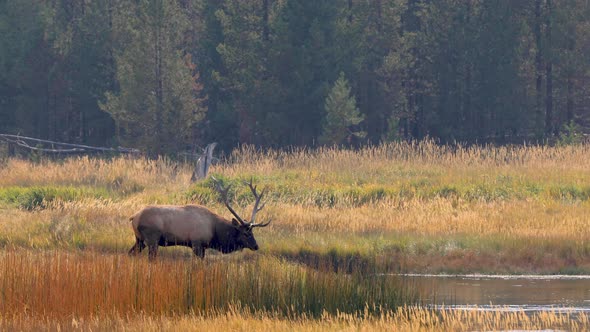 Wild elks in Yellowstone National Park