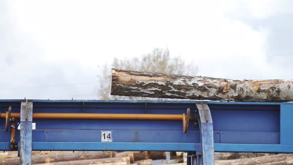 Automated Log Sorting Line. Wheel Loader and Automatic Sorting Logs Diameter at the Sawmill. Lumber