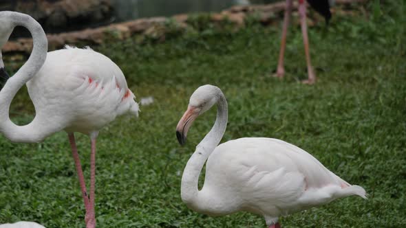 Flock of beautiful flamingos in natural environment