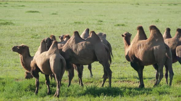Herd of Wild Camel Free-Roaming Freely in Green Grassland