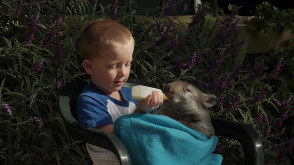 Small child feeding a joey hairy nose wombat. Cute native animal is thirsty and drinks the bottle of