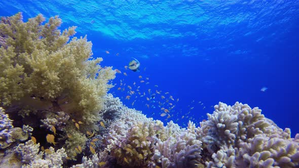 Underwater Sea Fish Coral Reef