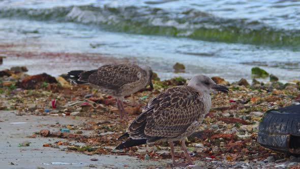 Two Seagulls In The Garbage On The Beach In The Windy Weather