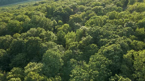 Aerial Top View Beautiful Tops of Amazon Forest