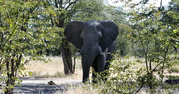 African Elephant in Moremi, Botswana safari wildlife