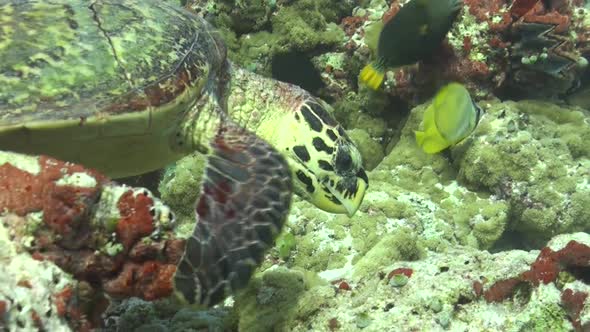 Hawksbill sea Turtle (Eretmochelys imbricata) feeding on Tropical coral reef in the Maldives