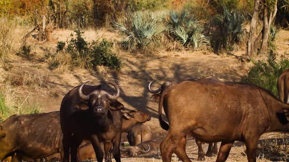 African buffalo in Kruger National park, South Africa