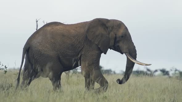 A wild elephant walking through the Kenyan bush and savannah, Africa