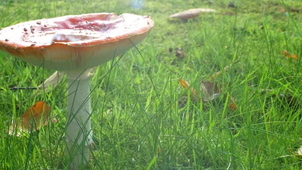 Left panning horizontal shot mushroom in sunlight haze.