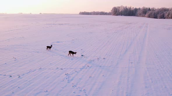 Deer eating