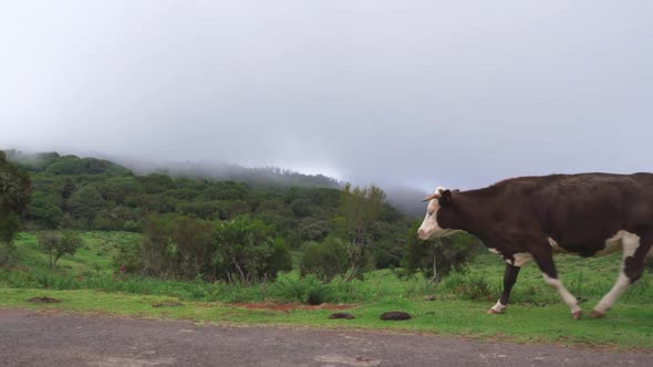 A brown spotted cow passes by. Beautiful forest covered in fog in the background