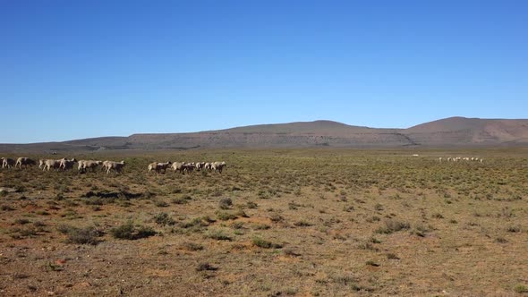 Sheep farming in the Karoo