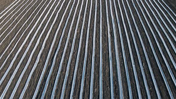 Aerial View of Rows Covered of Crop