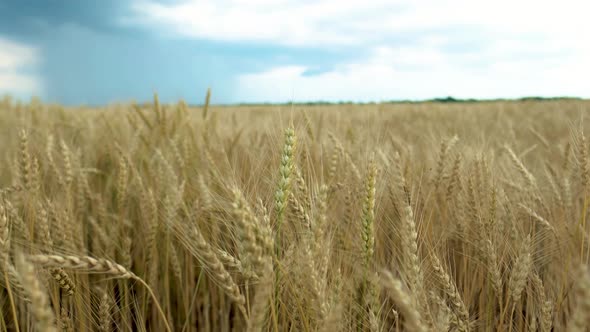 Spikelets of wheat on a large field in cloudy summer weather
