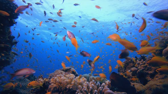 Tropical Coral Garden Life