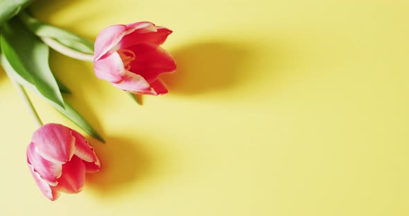 Video of two pink tulip flowers on a yellow surface