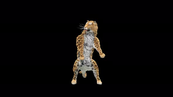 Leopard Dancing 4K