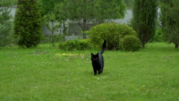 A Fluffy Black Cat Running on Grass