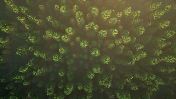 Flight Over the Misty Forest alt