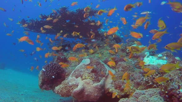 Red Sea Tropical Coloful Fishes