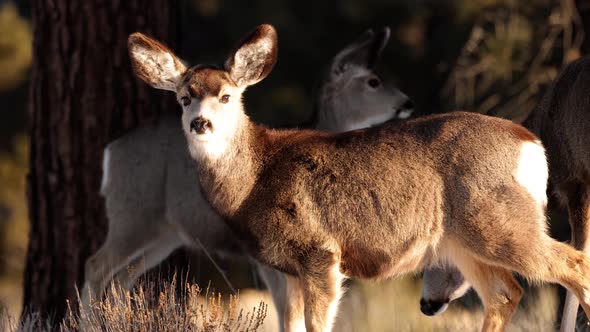 A herd of deer grazing in the Rocky Mountain National Park