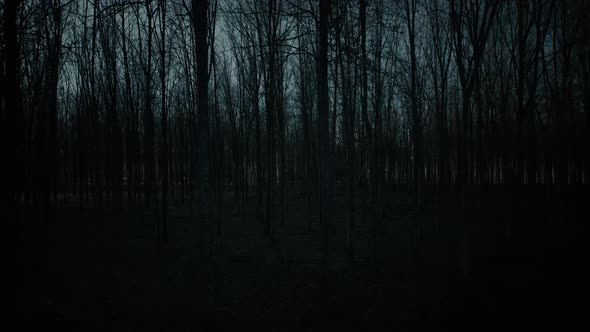 Forest at Night