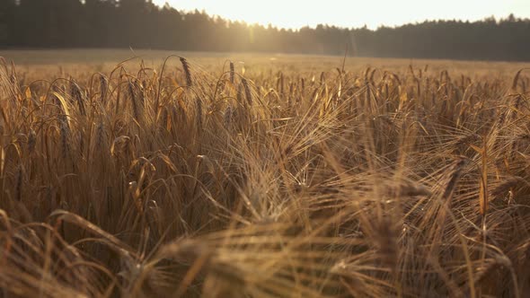 Slow motion of the camera over the ears of barley against the backdrop of the morning rising sun