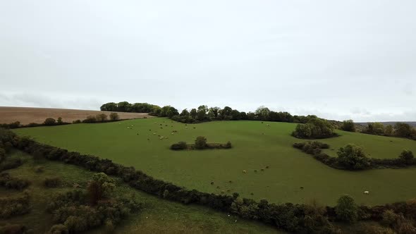 Aerial Fly Over View of a Large Group of Cows Grazing in a Field on a Mountain Pasture