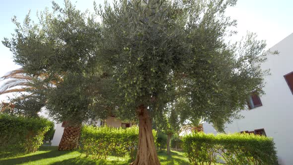 Wide-branching olive tree in the garden