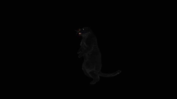 65 Panther Dancing HD